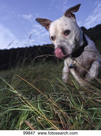 American Pit Bull Terrier licking its snout in field View Large Photo Image Stock Photo - American Pit Bull Terrier licking its snout in field . Fotosearch