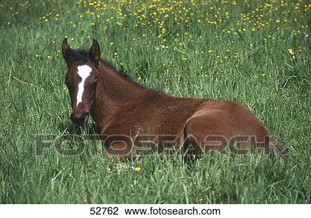 Stock Image - Arab foal resting in field . Fotosearch