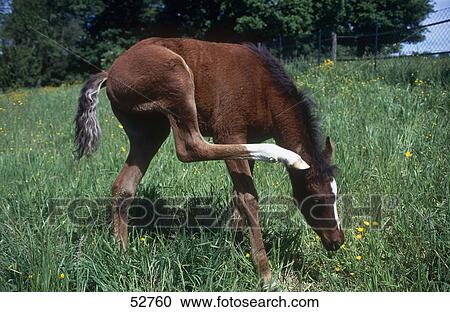 Arab foal standing in field View Large Photo Image Stock Image - Arab foal standing in field . Fotosearch