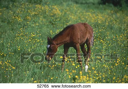 Arab foal standing in field View Large Photo Image Stock Photography - Arab foal standing in field . Fotosearch