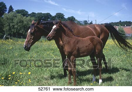 Arab horse standing with its foal in field, Germany View Large Photo Image Stock Image - Arab horse standing with its foal in field, Germany . Fotosearch