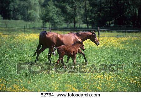 Arab horse walking with its foal in field, Germany View Large Photo Image Picture - Arab horse walking with its foal in field, Germany . Fotosearch