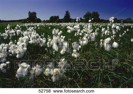 Stock Photo - Arab horses pasture growing in field . Fotosearch