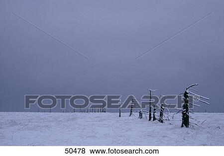 Bare trees in row on snow covered landscape, Belgium View Large Photo Image Stock Photo - Bare trees in row on snow covered landscape, Belgium . Fotosearch