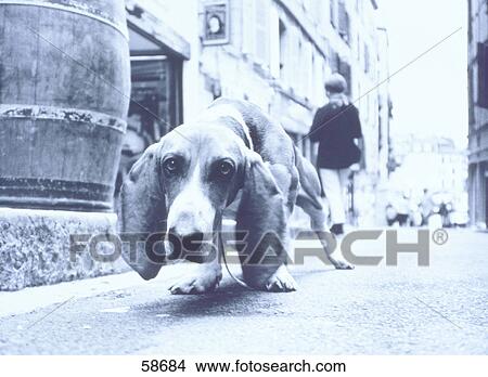 Picture - Basset standing on street . Fotosearch