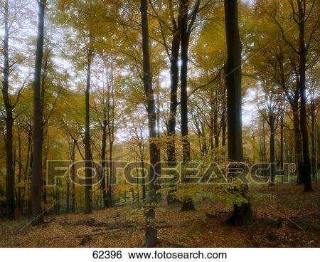 Beech trees in forest View Large Photo Image Stock Photograph - Beech trees in forest . Fotosearch