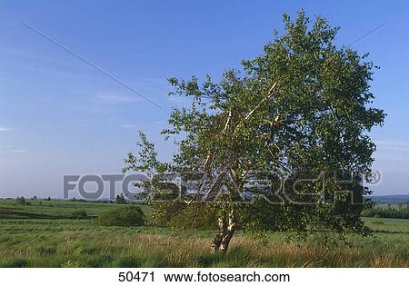 Birch tree in field, Hautes Fagnes, Ardennes, Belgium View Large Photo Image Stock Image - Birch tree in field, Hautes Fagnes, Ardennes, Belgium . Fotosearch