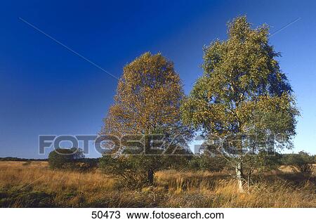 Birch trees in field, Hautes Fagnes, Ardennes, Belgium View Large Photo Image Stock Image - Birch trees in field, Hautes Fagnes, Ardennes, Belgium . Fotosearch