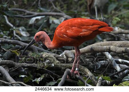 Bird in zoo, Frankfurt, Hesse, Germany View Large Photo Image Picture - Bird in zoo, Frankfurt, Hesse, Germany . Fotosearch