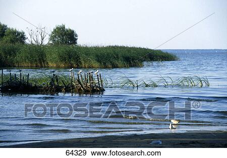 Stock Photo - Birds on the beach, Germany . Fotosearch
