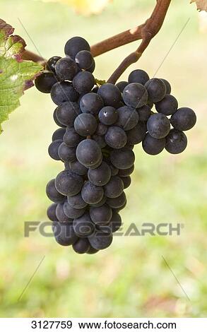 Stock Photo - Blue grapes, Rheingau, Germany, close-up . Fotosearch