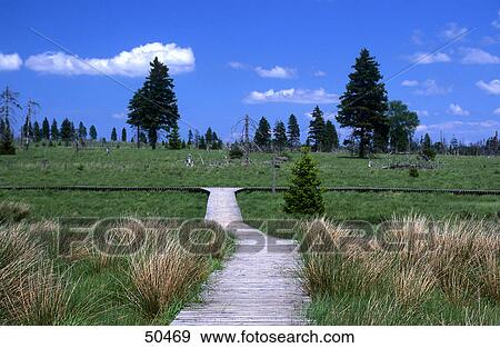 Stock Photo - Boardwalk in field, High Fens, Liege, Ardennes, Belgium . Fotosearch