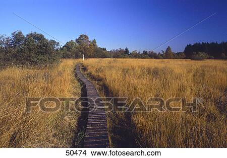 Picture - Boardwalk in marshland, Hohe Venn, Hautes Fagnes, Ardennes, Belgium . Fotosearch