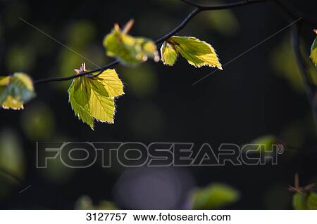 Branch with leaves, Taunusstein, Germany, close-up View Large Photo Image Stock Photo - Branch with leaves, Taunusstein, Germany, close-up . Fotosearch
