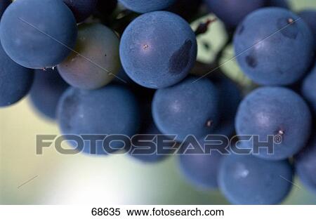 Bunch of red grapes, close-up View Large Photo Image Stock Photography - Bunch of red grapes, close-up . Fotosearch