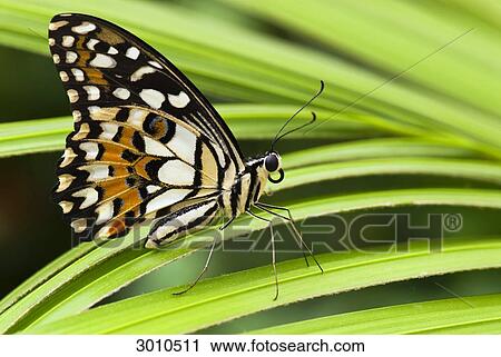 Butterfly on leaf, side view View Large Photo Image Stock Image - Butterfly on leaf, side view . Fotosearch