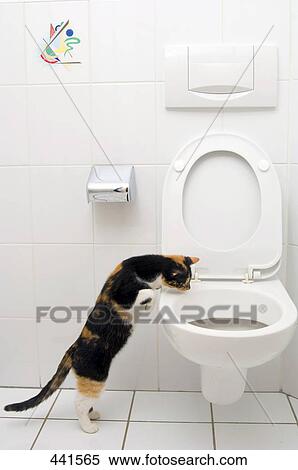 Cat looking in toilet bowl View Large Photo Image Stock Photography - Cat looking in toilet bowl . Fotosearch