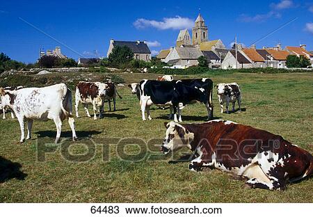 Cattle on rural landscape, Normandy, France View Large Photo Image Stock Image - Cattle on rural landscape, Normandy, France . Fotosearch