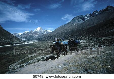 Cattle transporting luggage on mountain, Khumbu, Nepal View Large Photo Image Stock Photo - Cattle transporting luggage on mountain, Khumbu, Nepal . Fotosearch