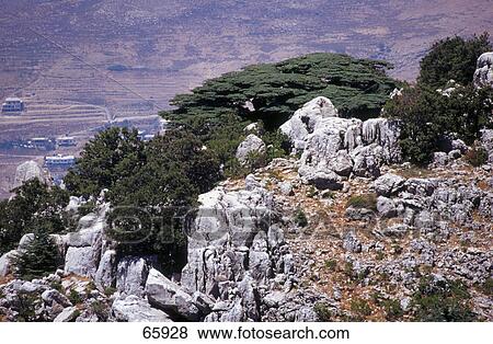 Cedar trees on hill, Al Shouf Cedar Nature Reserve, Chouf, Lebanon View Large Photo Image Stock Photo - Cedar trees on hill, Al Shouf Cedar Nature Reserve, Chouf, Lebanon . Fotosearch