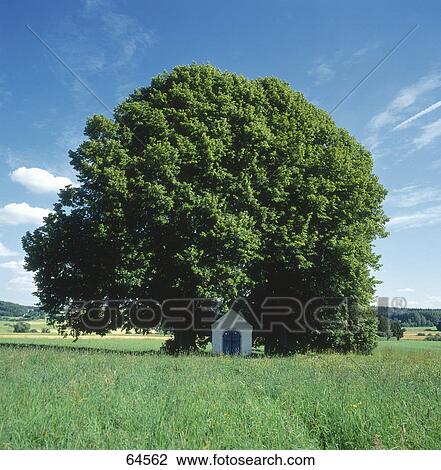 Chapel under tree in field, Bavaria, Germany View Large Photo Image Stock Image - Chapel under tree in field, Bavaria, Germany . Fotosearch