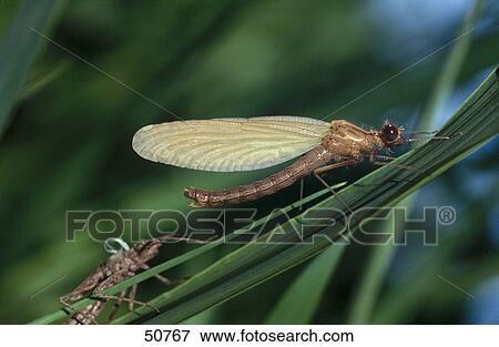 Close-up of Banded Demoiselle (Calopteryx splendens) on leaf  View Large Photo Image Stock Photo - Close-up of Banded Demoiselle (Calopteryx splendens) on leaf . Fotosearch