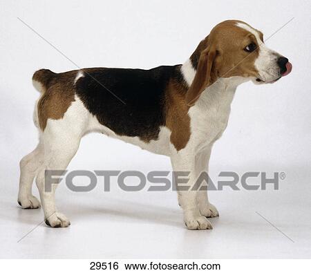 Stock Photograph - Close-up of Beagle standing against white background . Fotosearch