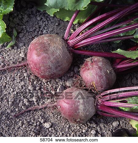 Picture - Close-up of beetroot vegetables on ground . Fotosearch