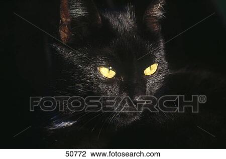 Close-up of black cat's face View Large Photo Image Stock Image - Close-up of black cat's face . Fotosearch