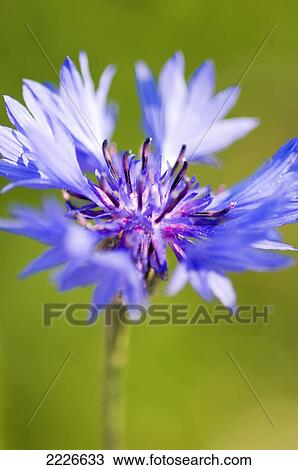 Close-up of blooming Cornflower (Centaurea cyanus) View Large Photo Image Stock Image - Close-up of blooming Cornflower (Centaurea cyanus) . Fotosearch