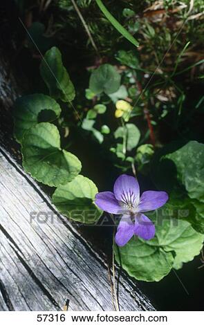 Close-up of blooming flower of viola View Large Photo Image Stock Photograph - Close-up of blooming flower of viola . Fotosearch