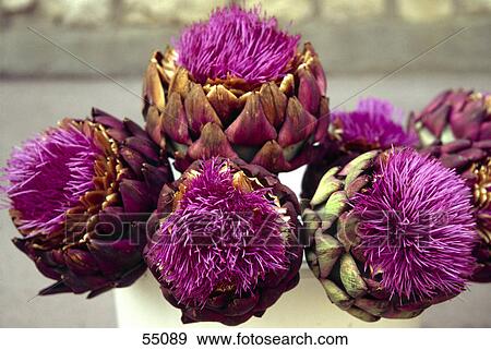 Close-up of blooming flowers artichoke View Large Photo Image Stock Photo - Close-up of blooming flowers artichoke . Fotosearch