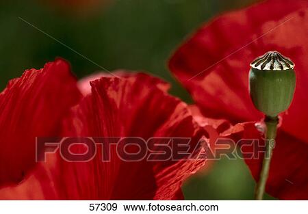 Stock Photo - Close-up of blooming flowers of Corn Poppy (Papaver rhoeas) . Fotosearch
