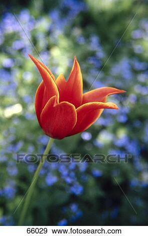 Stock Photo - Close-up of blooming tulip . Fotosearch