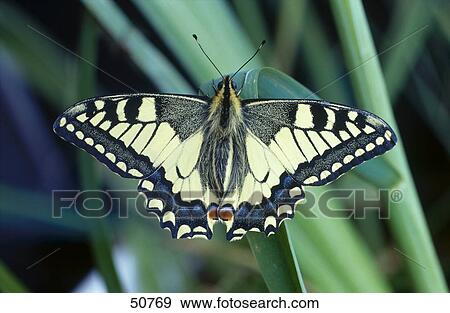 Close-up of butterfly on leaf View Large Photo Image Stock Photo - Close-up of butterfly on leaf . Fotosearch