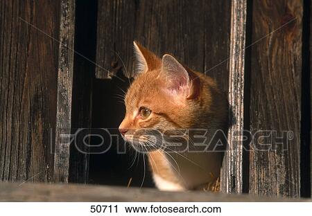 Close-up of cat looking out of barn door View Large Photo Image Stock Image - Close-up of cat looking out of barn door . Fotosearch