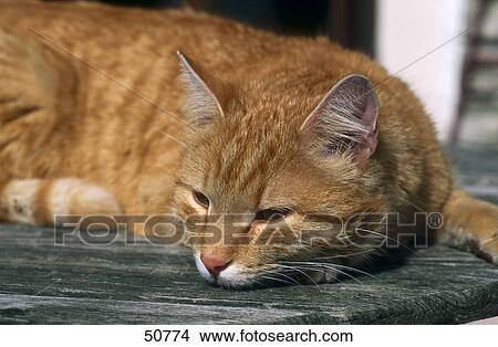 Close-up of cat lying on wood View Large Photo Image Picture - Close-up of cat lying on wood . Fotosearch