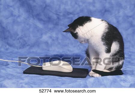 Close-up of cat sitting beside computer mouse View Large Photo Image Picture - Close-up of cat sitting beside computer mouse . Fotosearch