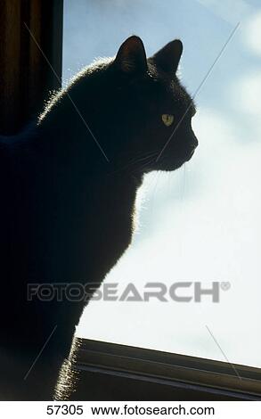 Close-up of cat sitting on window View Large Photo Image Stock Photography - Close-up of cat sitting on window . Fotosearch