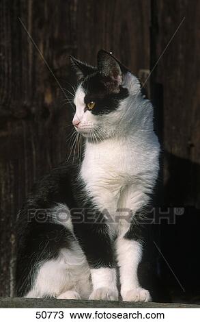 Stock Image - Close-up of cat . Fotosearch