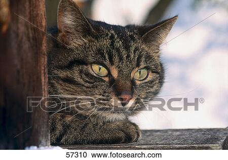 Close-up of cat View Large Photo Image Stock Image - Close-up of cat . Fotosearch