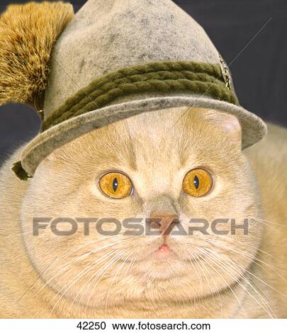 Close-up of cat wearing tyrolian hat View Large Photo Image Stock Image - Close-up of cat wearing tyrolian hat . Fotosearch