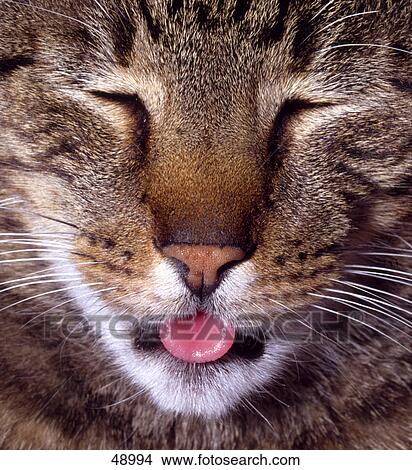 Close-up of cat yawning View Large Photo Image Picture - Close-up of cat yawning . Fotosearch