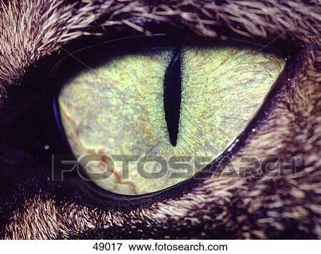 Stock Photo - Close-up of cat's eye . Fotosearch