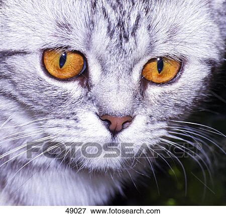 Close-up of cat's face View Large Photo Image Stock Photo - Close-up of cat's face . Fotosearch