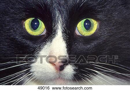 Stock Photograph - Close-up of cat's face . Fotosearch