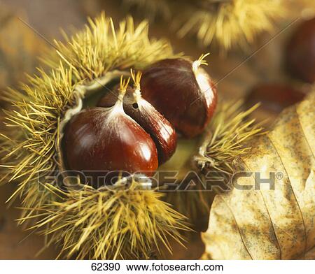 Close-up of chestnuts View Large Photo Image Stock Image - Close-up of chestnuts . Fotosearch
