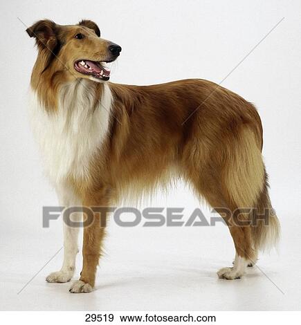 Close-up of Collie standing against white background View Large Photo Image Stock Photo - Close-up of Collie standing against white background . Fotosearch