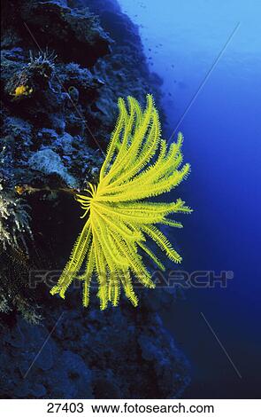 Close-up of coral reef underwater, Papua New Guinea, Pacific View Large Photo Image Stock Image - Close-up of coral reef underwater, Papua New Guinea, Pacific . Fotosearch