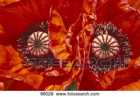 Close-up of Corn Poppy seeds (Papaver rhoeas) View Large Photo Image Stock Photo - Close-up of Corn Poppy seeds (Papaver rhoeas) . Fotosearch